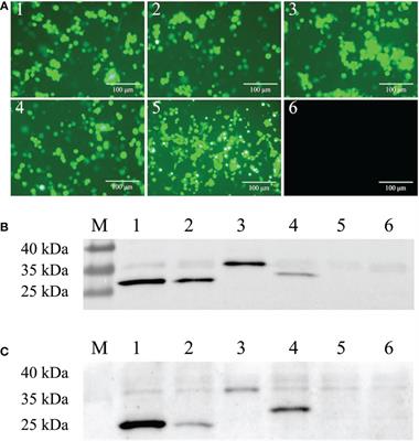 Adenovirus vector-mediated single chain variable fragments target the nucleocapsid protein of porcine epidemic diarrhea virus and protect against viral infection in piglets